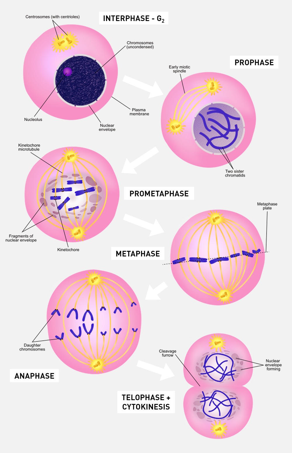 The Mitosis stages of the cell cycle. Adapted from a graphic  by <a href="https://commons.wikimedia.org/wiki/User:Ali_Zifan">Ali Zifan</a> / <a href="https://creativecommons.org/licenses/by/4.0/legalcode">CC BY-SA 4.0</a>